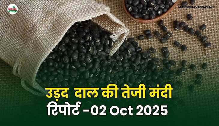 उड़द दाल की तेजी मंदी रिपोर्ट -02 अक्टूबर 2025
