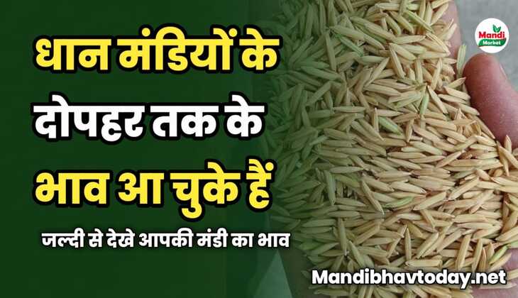 धान मंडियों के दोपहर तक के भाव आ चुके हैं | जल्दी से देखे आपकी मंडी का भाव 
