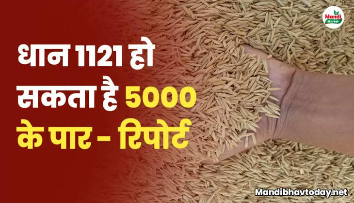 basmati dhan rate