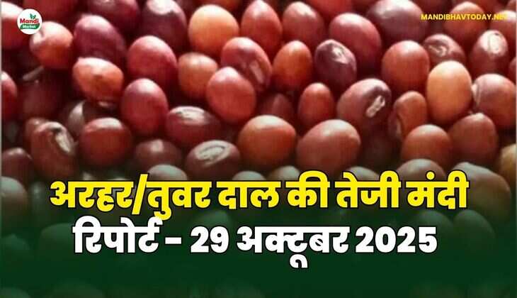अरहर /तुवर  दाल की तेजी मंदी रिपोर्ट - 29 अक्टूबर 2025