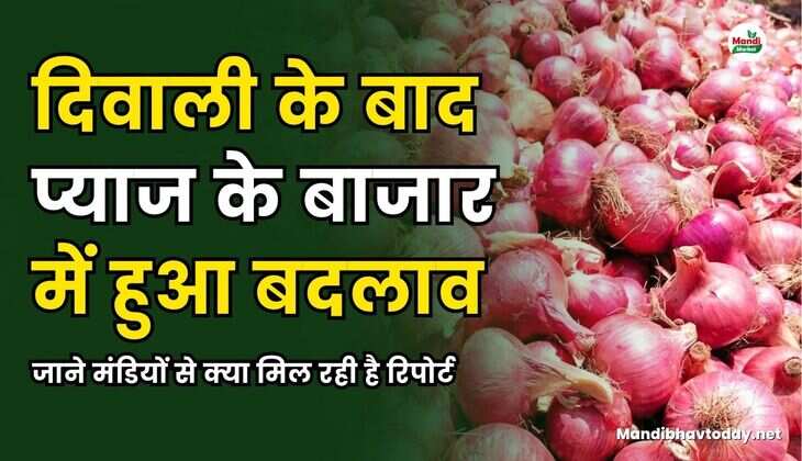 दिवाली के बाद प्याज के बाजार में हुआ बदलाव | जाने मंडियों से क्या मिल रही है रिपोर्ट