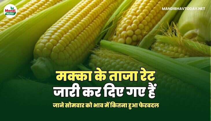 मक्का के ताजा रेट जारी कर दिए गए हैं | जाने सोमवार को भाव में कितना&nbsp;हुआ&nbsp;फेरबदल