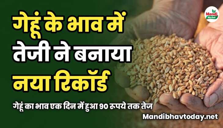Wheat Price Hike: आज गेहूं के भाव में तेजी ने बनाया नया रिकॉर्ड | गेहूं का भाव एक दिन में हुआ 90 रूपये तक तेज