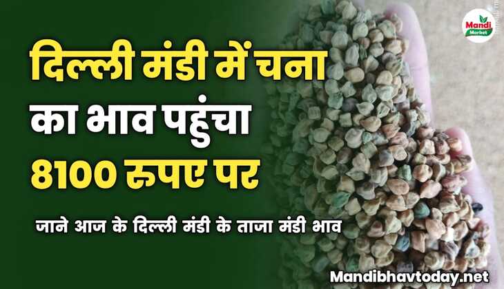 दिल्ली मंडी में चना का भाव पहुंचा 8100 रुपए पर | जाने आज के दिल्ली मंडी के ताजा मंडी भाव 