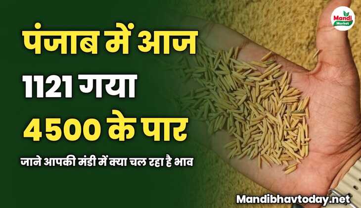 पंजाब में आज 1121 गया 4500 के पार | जाने आपकी मंडी में क्या चल रहा है भाव