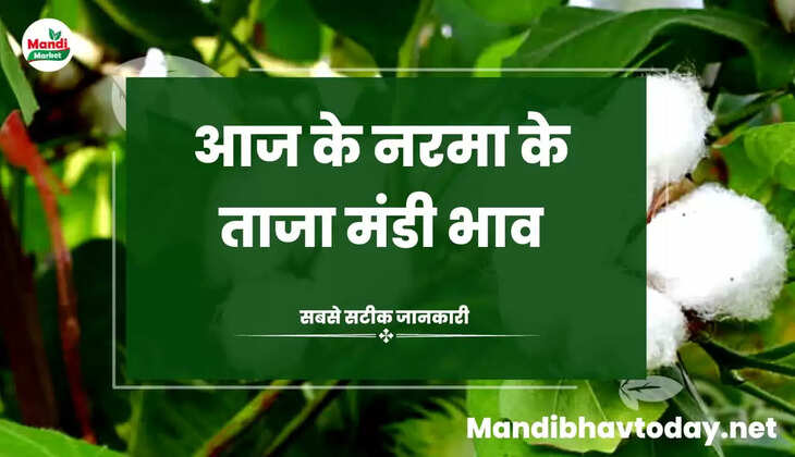 देखे आज के नरमा और कपास के ताजा मंडी भाव 05 April 2023