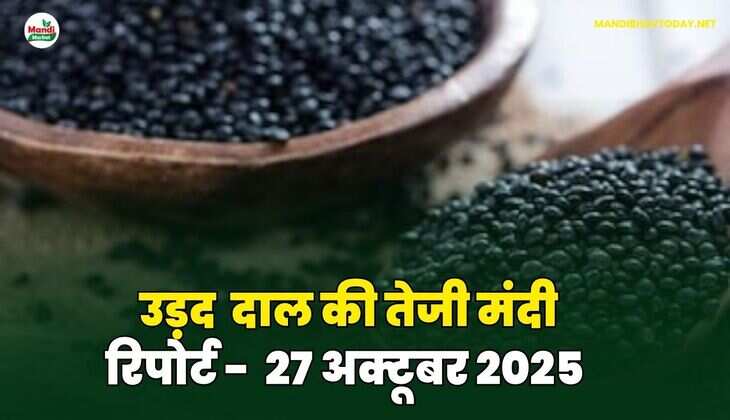 उड़द दाल की तेजी मंदी रिपोर्ट - 27 अक्टूबर 2025