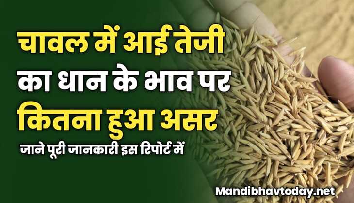 चावल में आई तेजी का धान के भाव पर कितना हुआ असर | जाने पूरी जानकारी इस रिपोर्ट में 