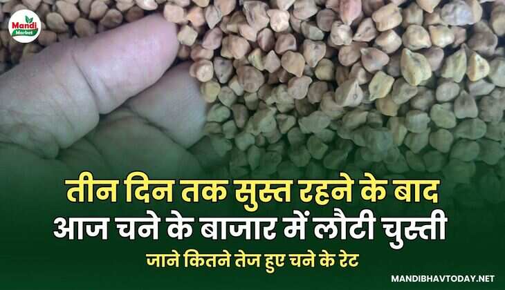 तीन दिन तक सुस्त रहने के बाद आज चने के बाजार में लौटी चुस्ती | जाने कितने तेज हुए चने के रेट