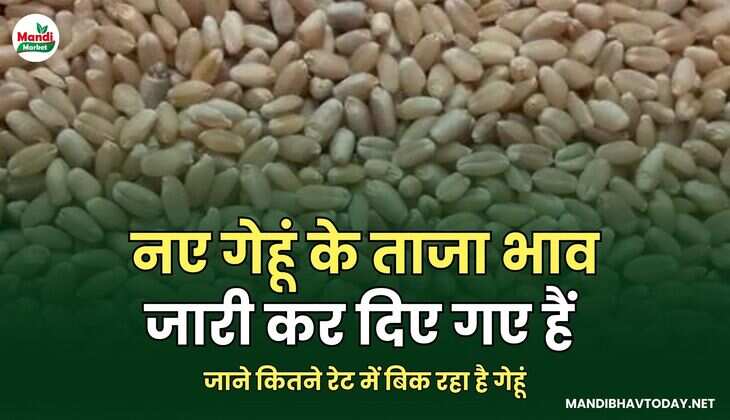 नए गेहूं के ताजा भाव जारी कर दिए गए हैं | जाने कितने रेट में बिक रहा है गेहूं