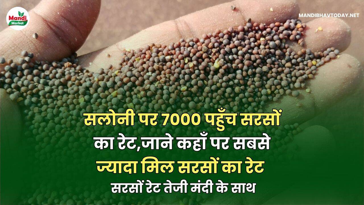 सरसों रेट तेजी मंदी के साथ