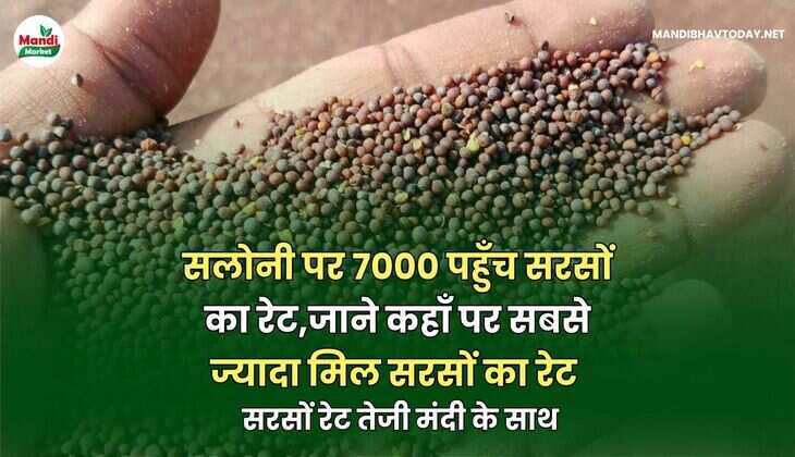  सरसों रेट तेजी मंदी के साथ