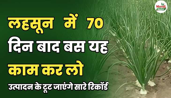 लहसून में 70 दिन बाद बस यह काम कर लो | उत्पादन के टूट जाएंगे सारे रिकॉर्ड।