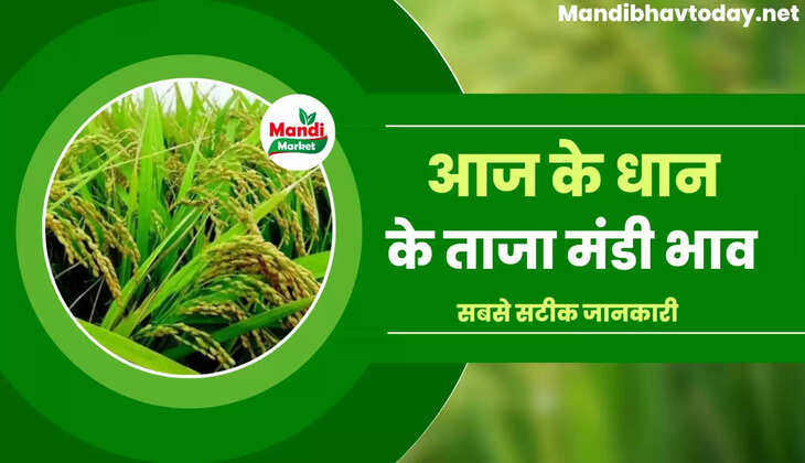 देखे आज के धान और चावल के ताजा मंडी भाव 07 April 2023