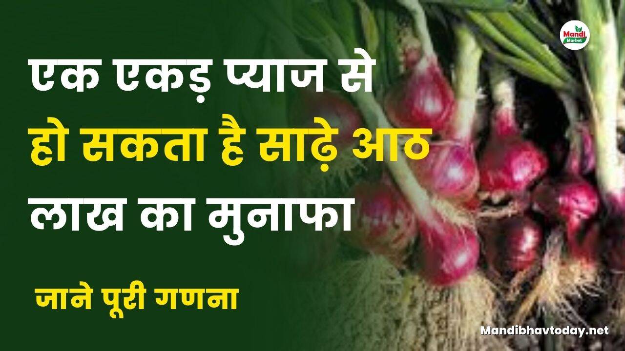 एक एकड़ प्याज से हो सकता है साढ़े आठ लाख का मुनाफा | जाने पूरी गणना