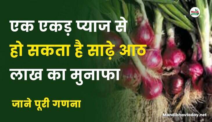 एक एकड़ प्याज से हो सकता है साढ़े आठ लाख का मुनाफा | जाने पूरी गणना