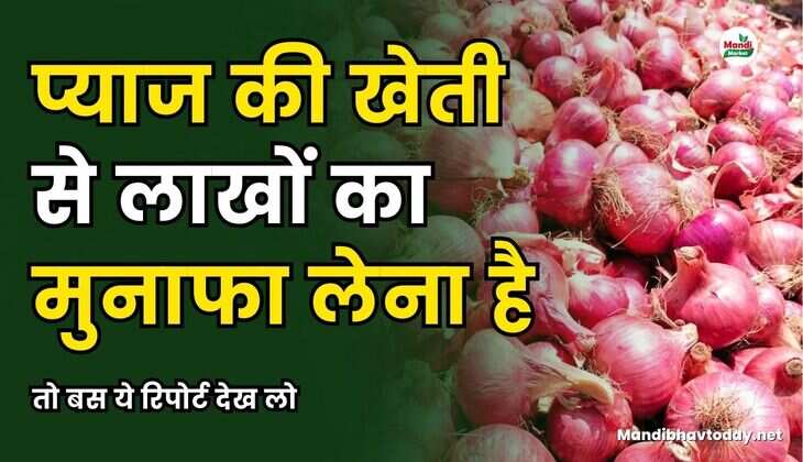 प्याज की खेती से लाखों का मुनाफा लेना है तो बस ये रिपोर्ट देख लो