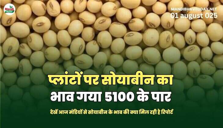 प्लांटों पर सोयाबीन का भाव गया 5100 के पार | देखें आज मंडियों से सोयाबीन के भाव की क्या मिल&nbsp;रही&nbsp;है&nbsp;रिपोर्ट