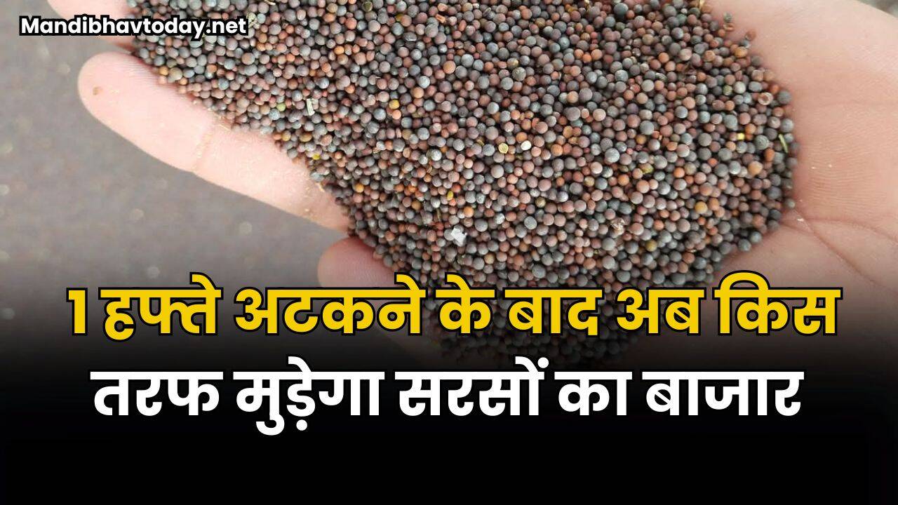 1 हफ्ते अटकने के बाद अब किस तरफ मुड़ेगा सरसों का बाजार | देखें सरसों की तेजी मंदी रिपोर्ट में