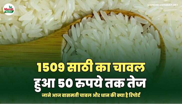 जाने आज बासमती चावल और धान की क्या है रिपोर्ट
