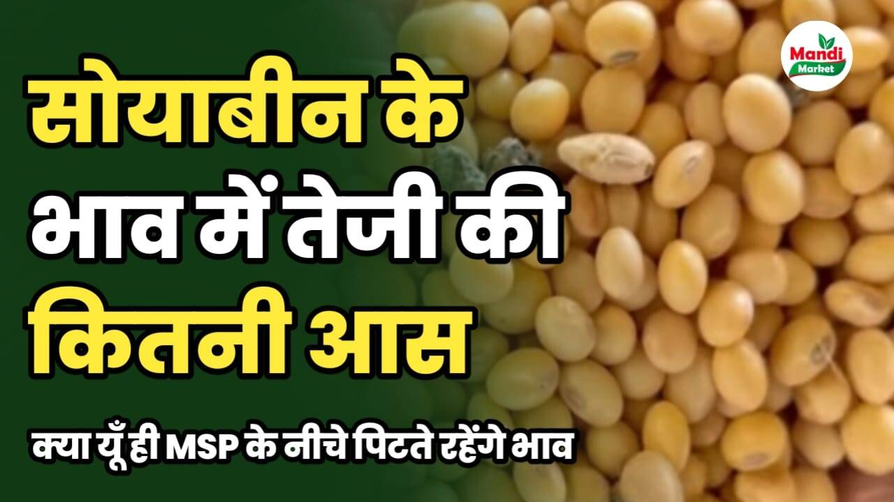 सोयाबीन कि तेजी रिपोर्ट