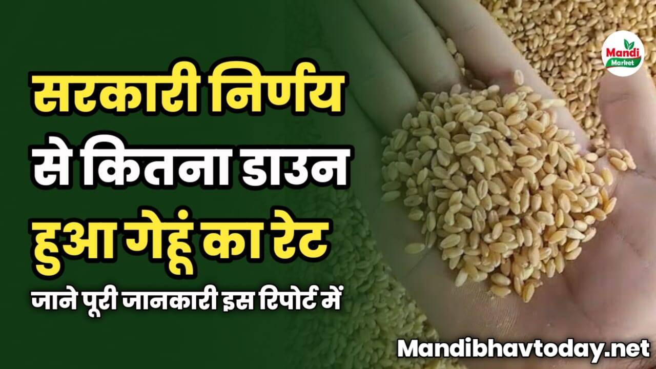 सरकारी निर्णय से कितना डाउन हुआ गेहूं का रेट | जाने पूरी जानकारी इस रिपोर्ट में