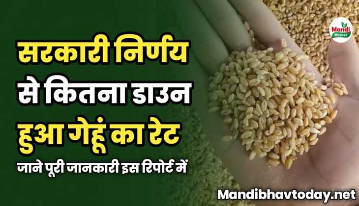 सरकारी निर्णय से कितना डाउन हुआ गेहूं का रेट | जाने पूरी जानकारी इस रिपोर्ट में 