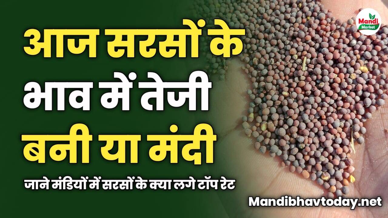 आज सरसों में तेजी बनी या मंदी | जाने मंडियों में सरसों के क्या लगे टॉप रेट