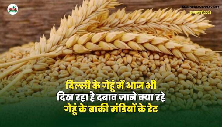 दिल्ली के गेहूं में आज भी दिख रहा है दबाव | जाने क्या रहे गेहूं के बाकी मंडियों के रेट