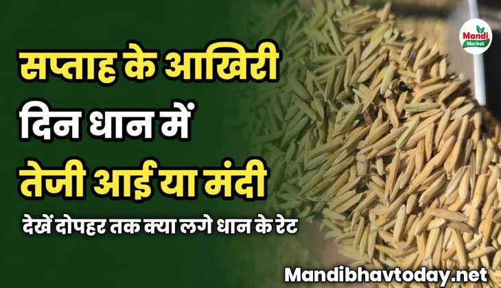 सप्ताह के आखिरी दिन धान में तेजी आई या मंदी | देखें दोपहर तक क्या लगे धान के रेट