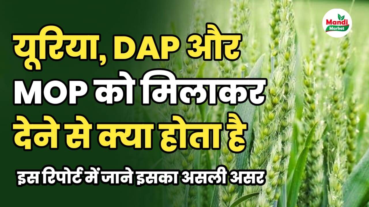 यूरिया, डीएपी और MOP को मिलाकर डालने से फसल पर क्या होता है असर, जानिए इस रिपोर्ट में।