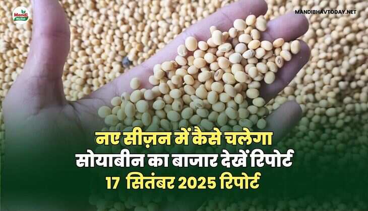 नए सीज़न में कैसे चलेगा सोयाबीन का बाजार देखें&nbsp;रिपोर्ट
