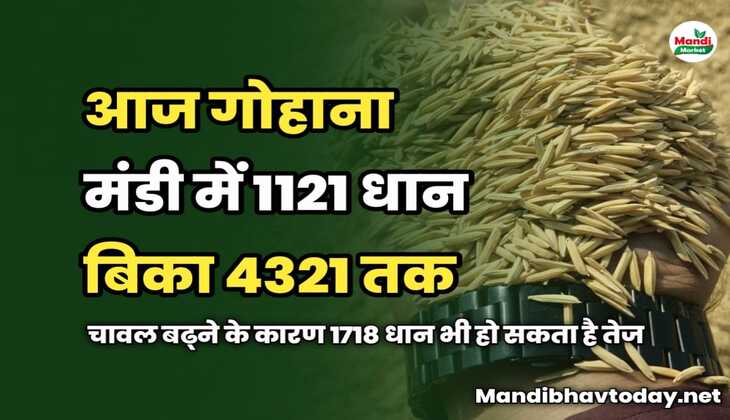 आज गोहाना में 1121 धान बिका 4321 तक | चावल बढ्ने के कारण 1718 धान भी हो सकता है तेज | देखें बासमती के गरम गरम रेट