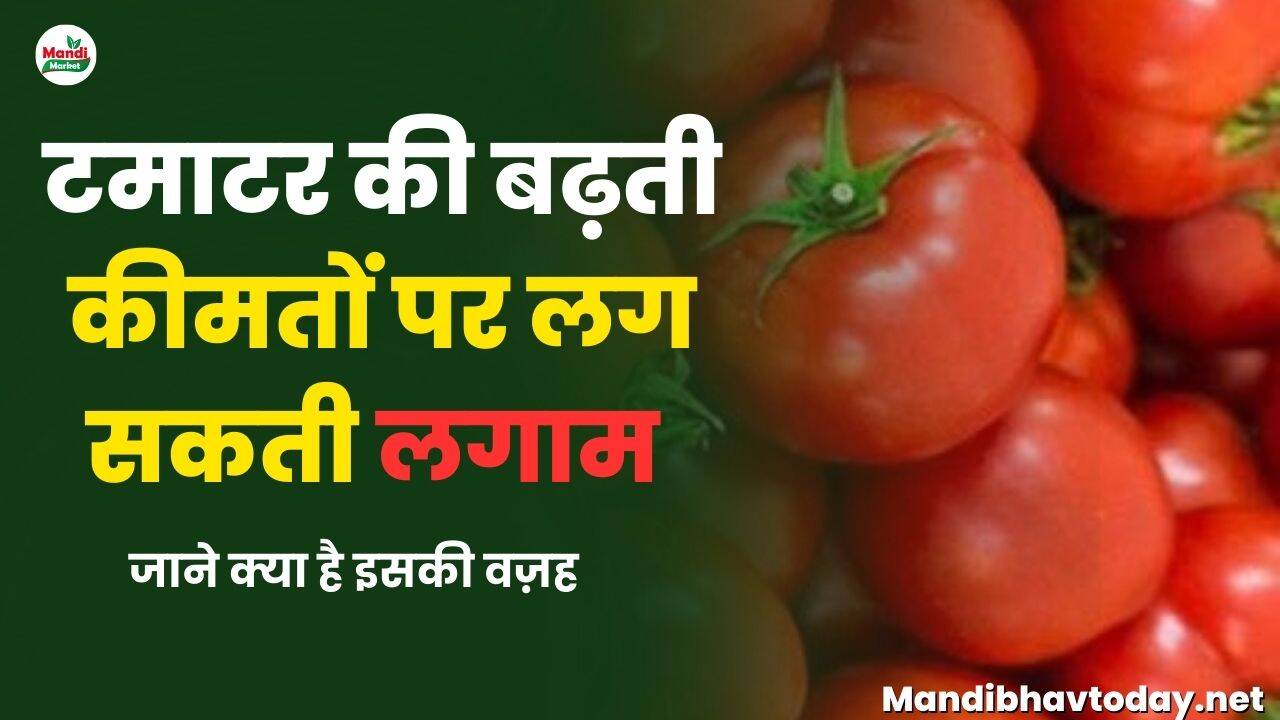 टमाटर की बढ़ती कीमतों पर लग सकती लगाम | जाने क्या है इसकी वज़ह