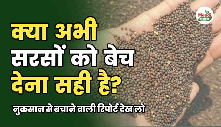 क्या सरसों बेच देने का समय आ गया है | देखें सरसों में नुक़सान से बचाने वाली रिपोर्ट