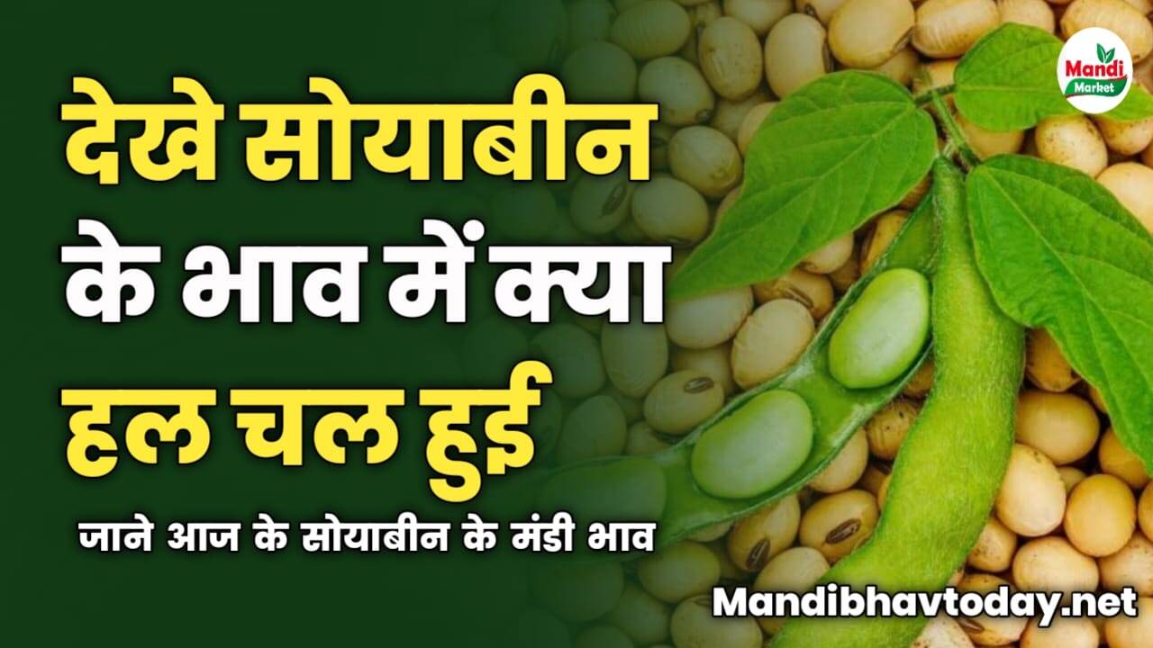 देखे आज सोयाबीन के भाव में क्या हल चल हुई | जाने आज के सोयाबीन के मंडी भाव