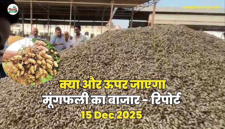 क्या और ऊपर जाएगा मूंगफली का बाजार - रिपोर्ट
