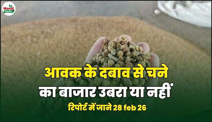 आवक के दबाव से चने का बाजार उबरा या नहीं | रिपोर्ट में जाने