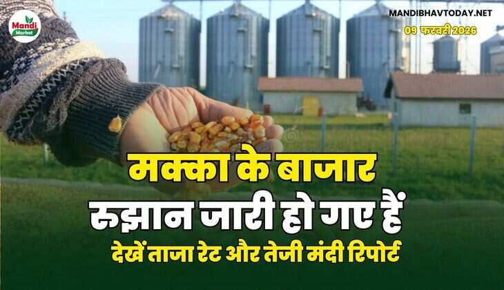 मक्का के बाजार रुझान जारी हो गए हैं | देखें ताजा रेट और तेजी मंदी रिपोर्ट