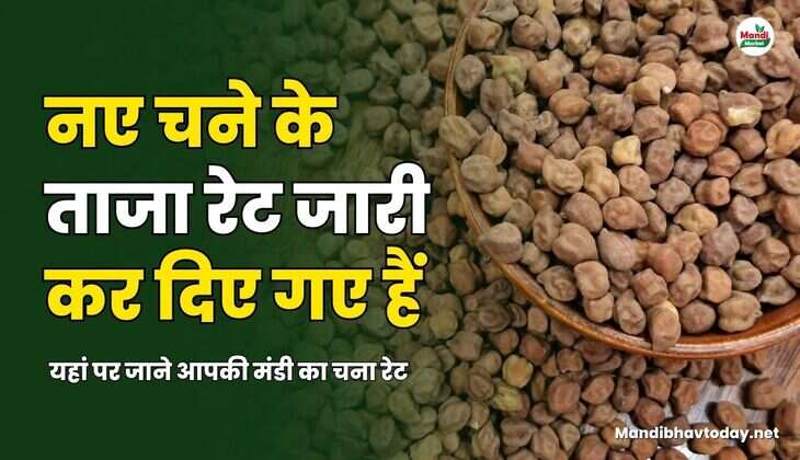नए चने के ताजा रेट जारी कर दिए गए हैं | यहां पर जाने आपकी मंडी का चना रेट