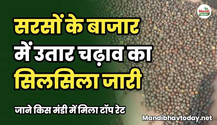 सरसों के बाजार में उतार चढ़ाव का सिलसिला जारी। जाने किस मंडी में मिला टॉप रेट