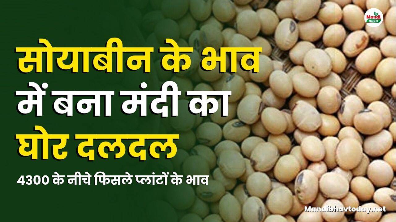 सोयाबीन प्लांटों के भाव