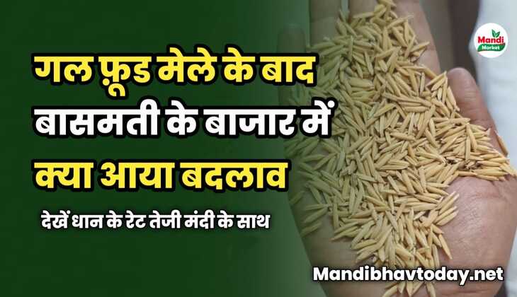 गल फ़ूड मेले के बाद बासमती के बाजार में क्या आया बदलाव | देखें धान के रेट तेजी मंदी के साथ