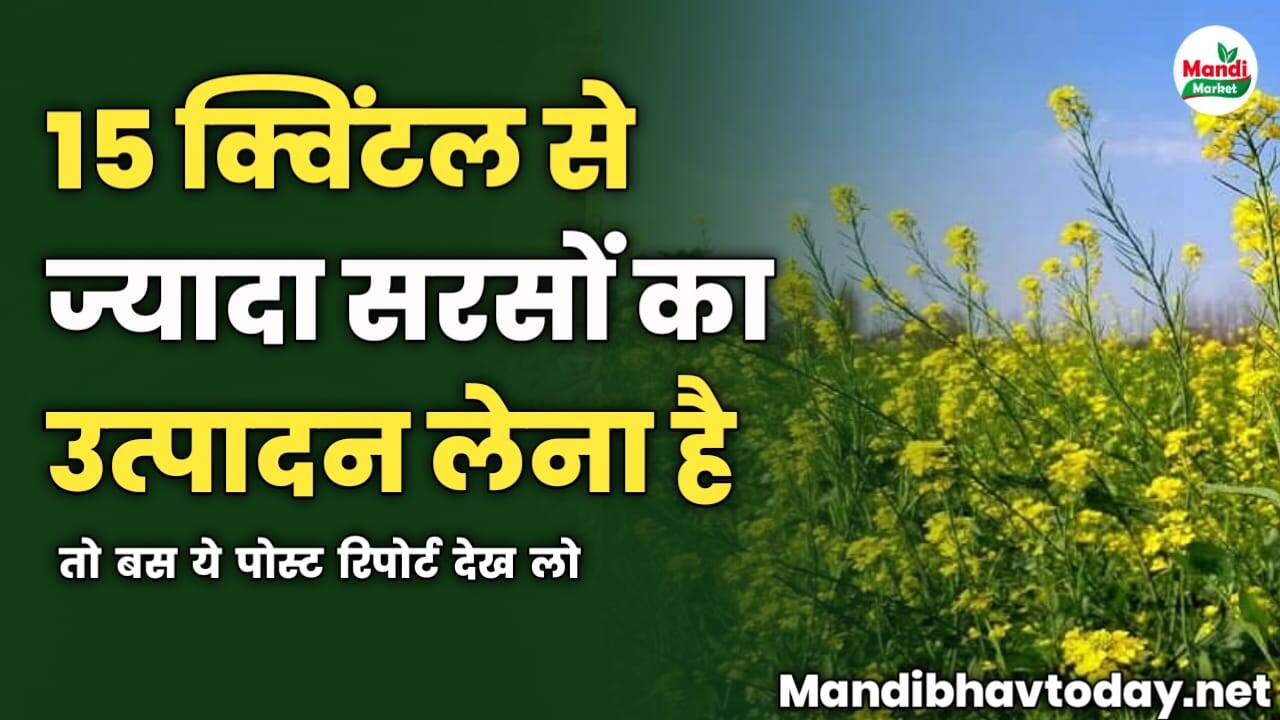 15 क्विंटल से ज्यादा सरसों का उत्पादन लेना है | तो बस ये पोस्ट रिपोर्ट देख लो