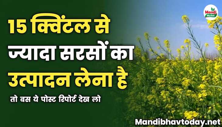 15 क्विंटल से ज्यादा सरसों का उत्पादन लेना है | तो बस ये पोस्ट रिपोर्ट देख लो
