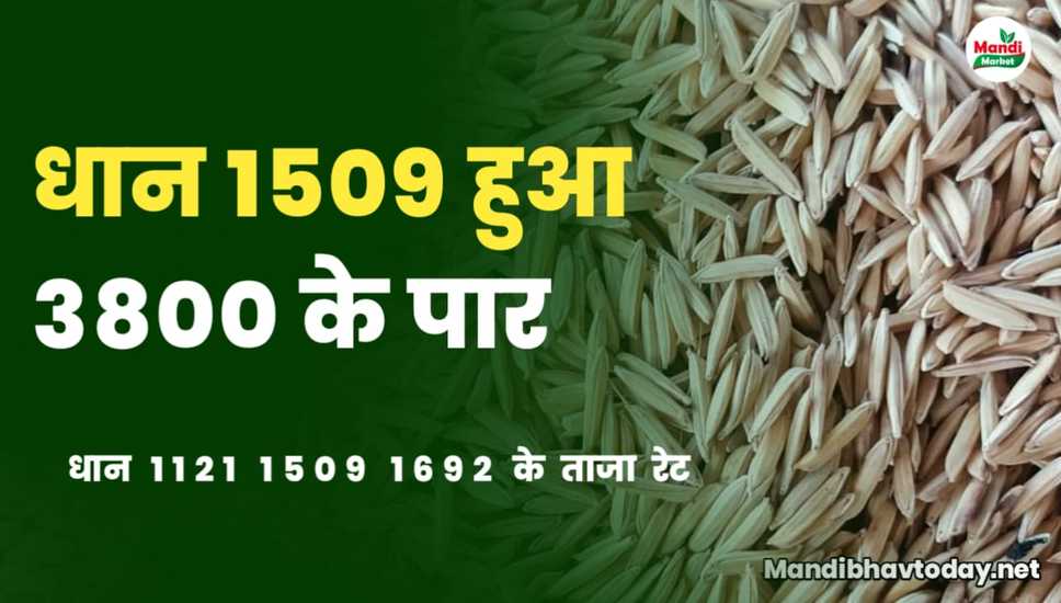 paddy 1509 rate
