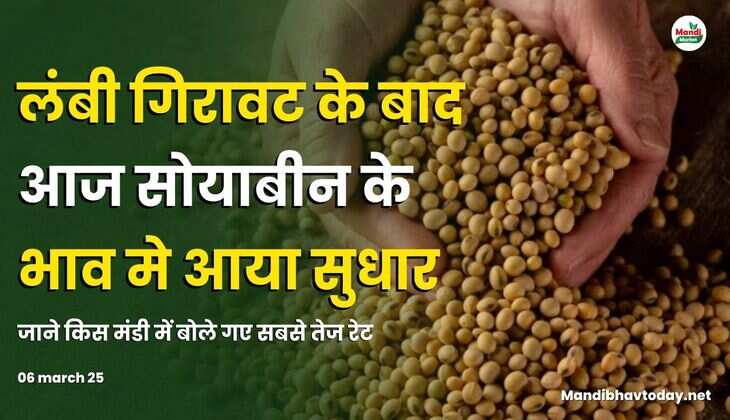 लंबी गिरावट के बाद आज सोयाबीन के भाव मे आया सुधार | जाने किस मंडी में बोले गए सबसे तेज रेट