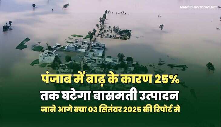 पंजाब में बाढ़ के कारण 25% तक घटेगा बासमती उत्पादन 