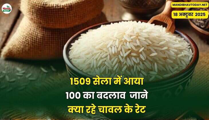 1509 सेला में आया 100 का बदलाव  जाने क्या रहे चावल के रेट