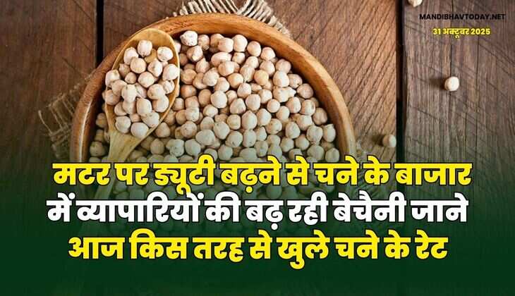 मटर पर ड्यूटी बढ़ने से चने के बाजार में व्यापारियों की बढ़ रही बेचैनी | जाने आज किस तरह से खुले चने के रेट